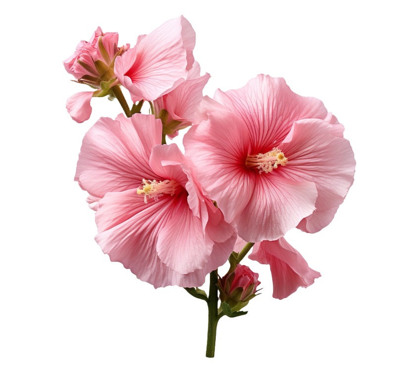 Different types of Hollyhocks-1