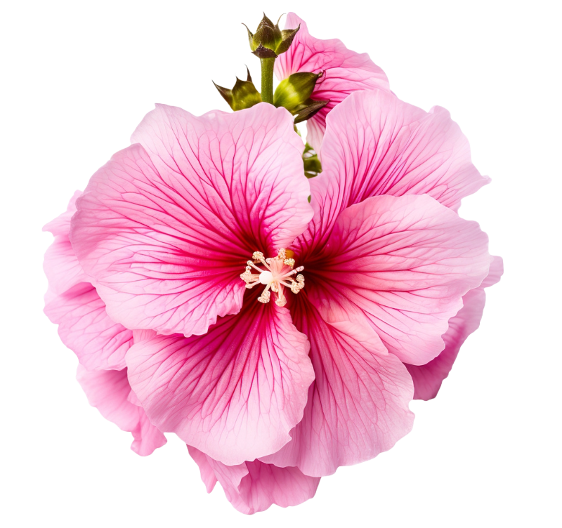 Different types of Hollyhocks-2
