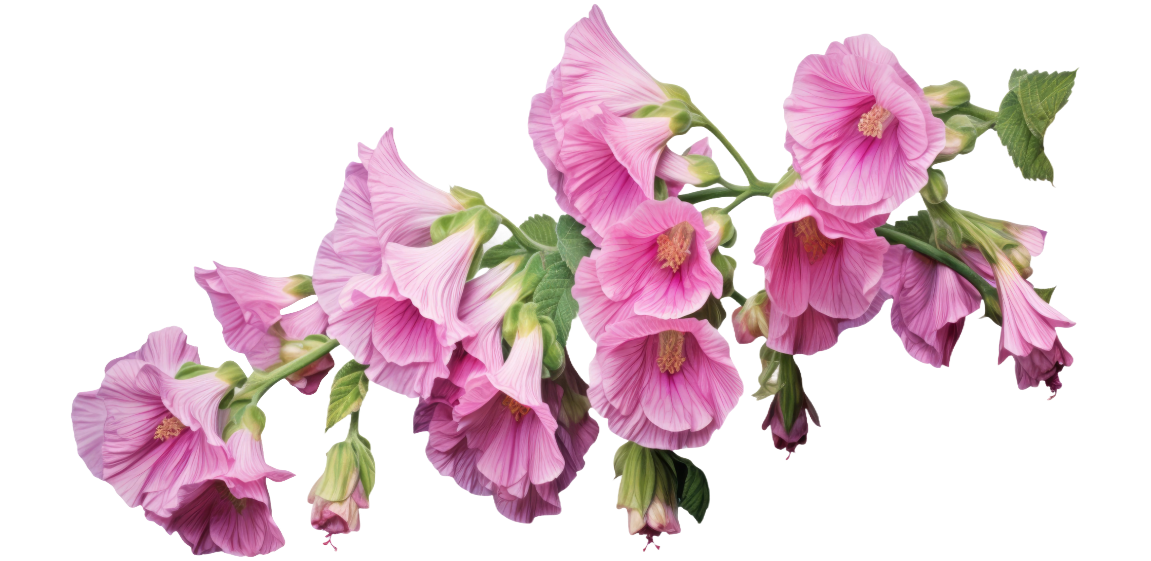 Hollyhock Flower Branch Hollyhock Flower Branch
